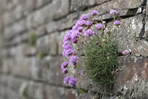 240118: Thrift - Growin on a Wall - Cornwall - UK