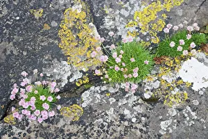 Armeria: Thrift - growing on coastal cliffs