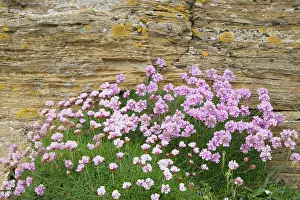 Armeria: Thrift - growing on coastal cliffs