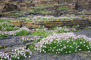 Armeria: Thrift - growing on coastal cliffs