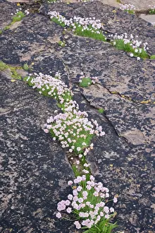 Armeria: Thrift - growing on coastal cliffs