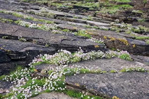 Armeria: Thrift - growing on coastal cliffs
