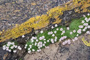 Armeria: Thrift - growing on coastal cliffs