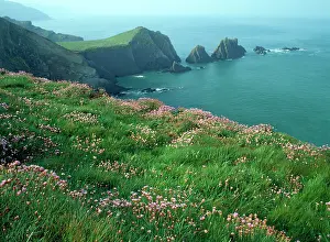 Quay: Thrift - Hartland Quay North Devon