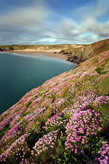 Holywell: Thrift - Holywell Bay