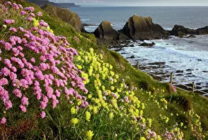 Vetch: Thrift - and Kidney Vetch in May