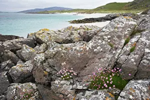Eriskay: Thrift - and rocks on white sand beach - Eriskay Island