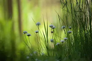 Armeria: Thrift, Sea thrift, Armeria maritima Alba, Several