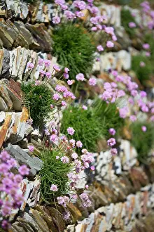 Armeria: Thrift - on wall