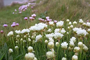 Armeria: Thrift - White