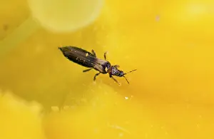 Thrips - 1.5 mm in length, in garden