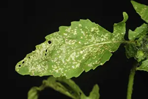 Thripidae: Thrips damage