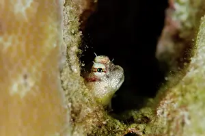 Blenny: Throatspot Blenny