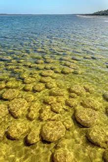 Bacterium: Thrombolites of Lake Clifton - Western Australia