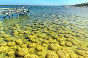 Pontoon: Thrombolites of Lake Clifton - Western Australia
