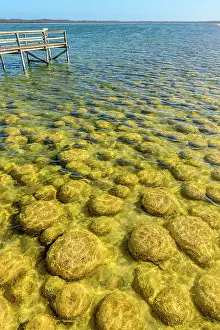 Pontoon: Thrombolites of Lake Clifton - Western Australia