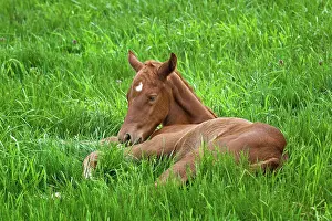 Foals: Throughbred foal