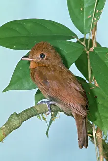 Manakin: Thrush-like Manakin