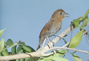 Manakin: Thrush-like Manakin