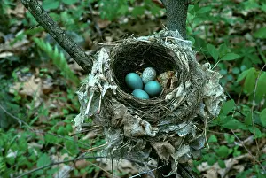 Cowbird: Thrush Nest with Cowbird Egg
