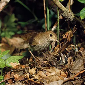 Nightingales: Thrush Nightingale