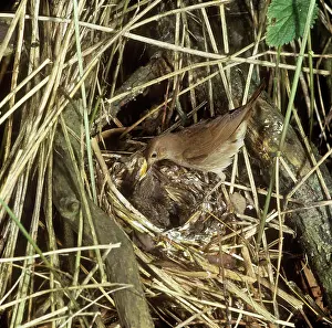 Nightingales: Thrush Nightingale - feeding chicks at nestS