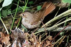 Nightingale: Thrush Nightingale - at nest with young