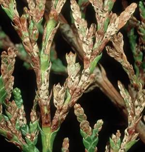 Cedar: Thuja needle scorch