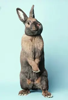 Rearing: THURINGER RABBIT (DOMESTIC) - standing up on hind legs