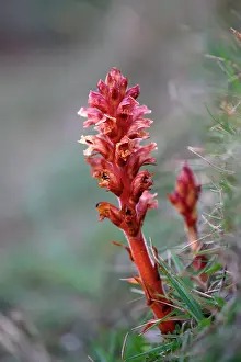 Thyme: Thyme Broomrape
