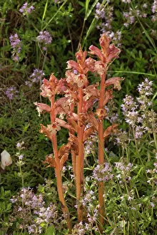 Thyme: Thyme Broomrape parasitic on Thyme Romania