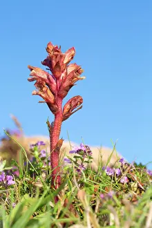 Thyme: Thyme Broomrape Summer