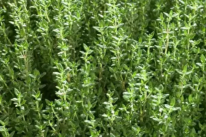 Thyme: Thyme - close-up