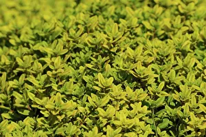 Toned: Thyme