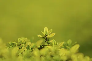 Strive: Thyme