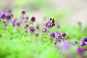 Thyme: Thyme, Mother of thyme, Thymus praecox, Close side