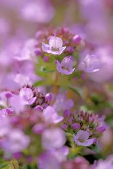 Thyme: Thyme