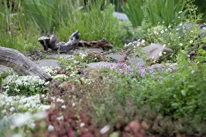 Aromatherapy: Thyme