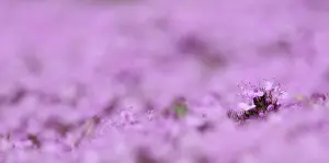 Thyme: Thyme