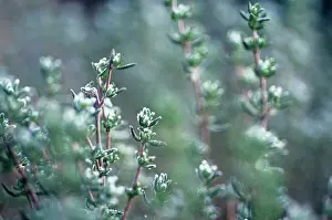 Thyme: Thyme