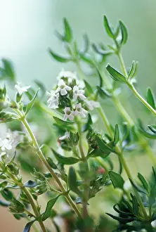 Thyme: Thyme