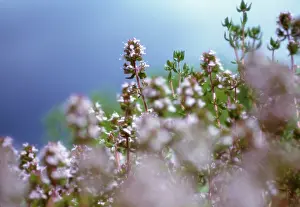 Thyme: Thyme
