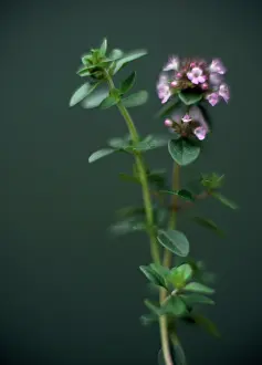 Thyme: Thyme