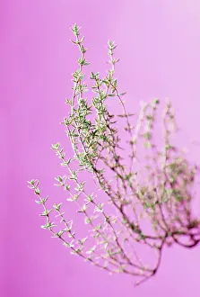 Thyme: Thyme