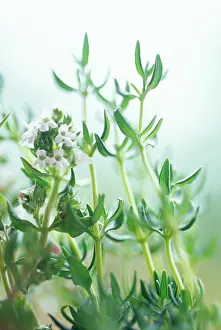 Flavour: Thyme