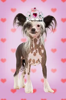 Tiara: Dog