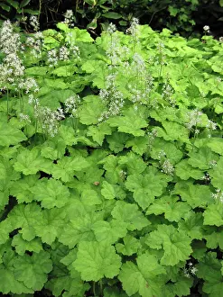 Cordifolia: Tiarella cordifolia