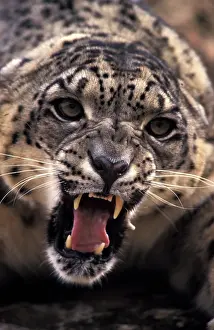 Snout: Tibet. Snow Leopard (Panthera uncia uncia)
