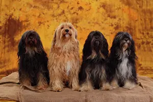 Bitches: Tibet terrier, four bitches sitting next to each