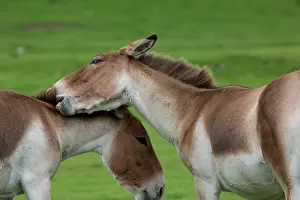 Kiang: Tibet Wild Ass / Kiang